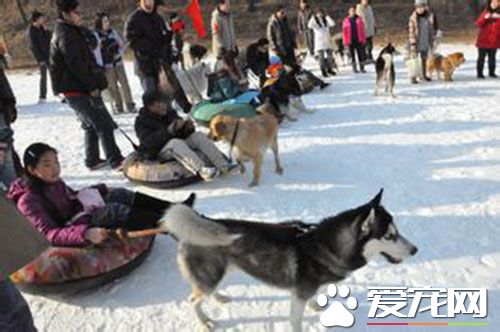 雪山狗粮价格 干型膨化狗粮该怎么喂