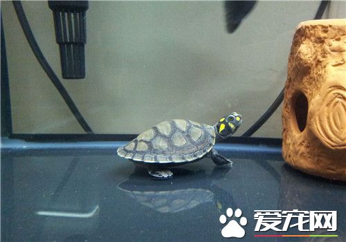 黄头侧颈龟感冒 主要发生在深秋至初冬这段时间