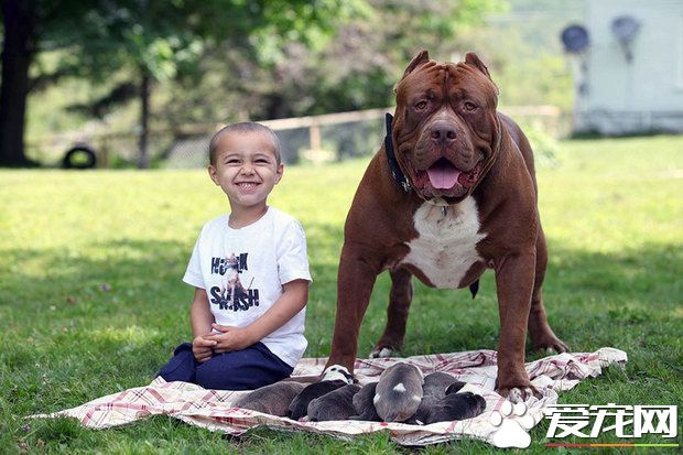 世界上体型最大的比特犬 一只幼崽竟5.5万美金