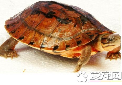 金钱龟为什么叫金钱龟 金钱龟寓意金钱归来