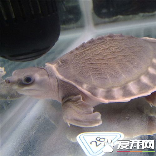 猪鼻龟腐皮怎么治疗 猪鼻龟腐皮的治疗方法