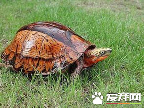 黄头侧颈龟水肿怎么办  水肿是由于营养不良引起