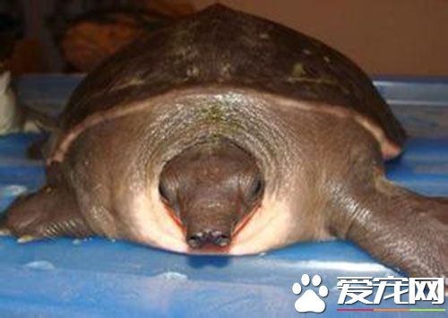 猪鼻龟烂爪 使用无刺激性的消毒液进行冲洗