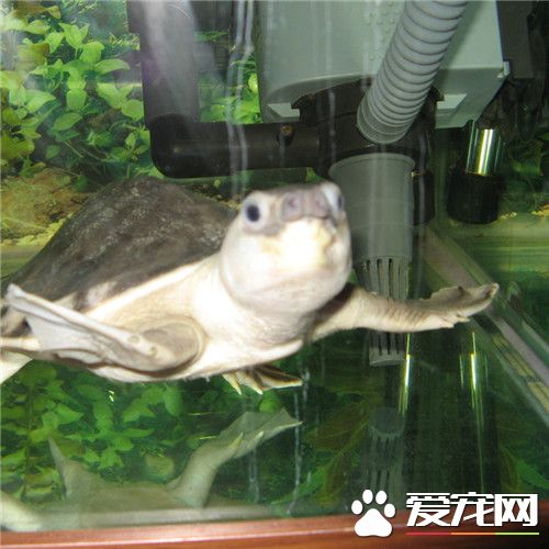 猪鼻龟掉皮 如果是白色透明的掉皮须属于正常现象