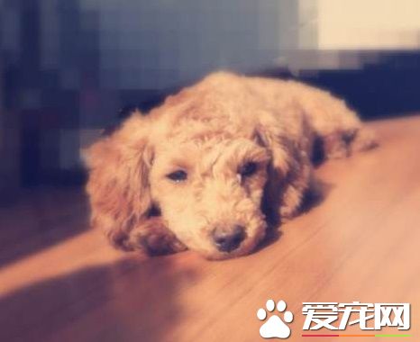 狗狗细小是什么症状 细小病毒会传染人吗