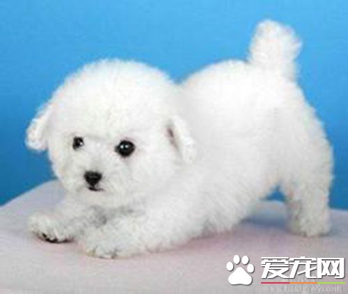 比熊幼犬吃什么狗粮好 比熊幼犬吃什么比较好