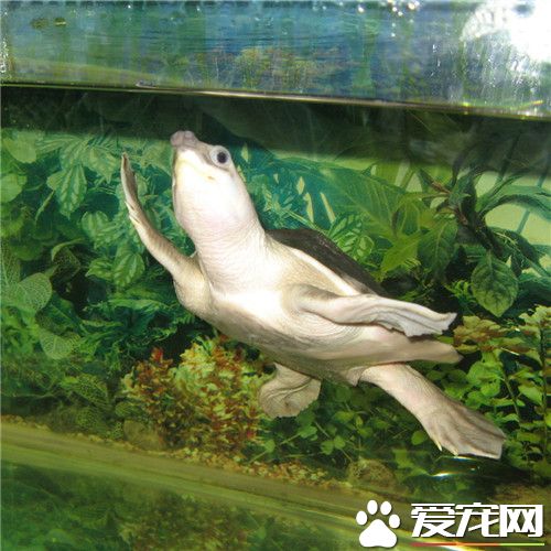 猪鼻龟烂肉 预防猪鼻龟烂肉的方法有哪些
