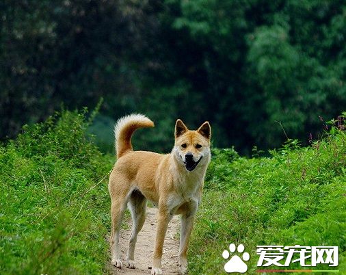 中华田园犬的寿命 寿命一般都在10到15年