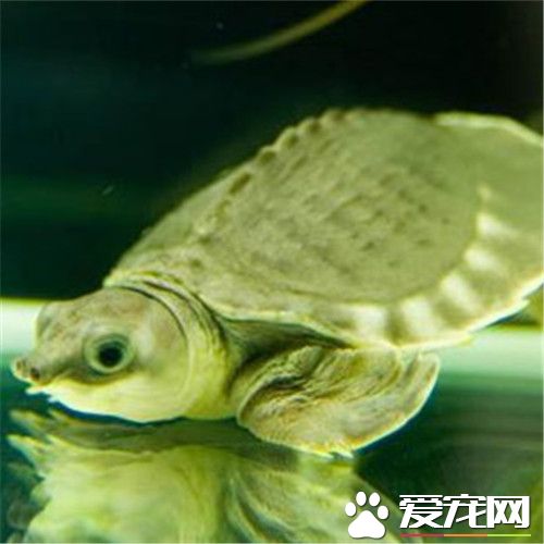 哪里有卖猪鼻龟的 要选择活泼爱动的猪鼻龟