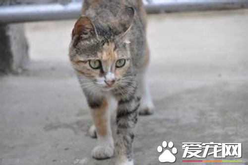 猫咪打喷嚏怎么办 普通的感冒引起的症状