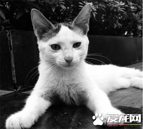 黑白猫是什么品种 色素细胞的分裂变慢所造成