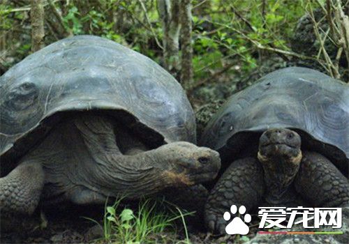加拉帕戈斯象龟多少钱 加拉帕戈斯象龟一般买不到