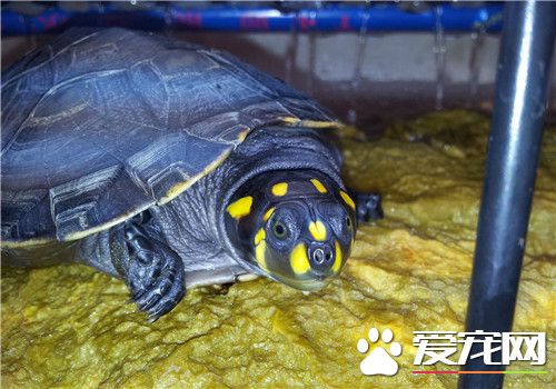 黄头侧颈龟腐皮病 由单孢杆菌感染引起