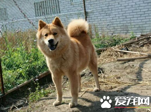 中华田园犬怎么样 告诉你它的优缺点是什么