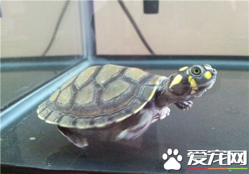 黄头侧颈龟拉稀 免疫力下降而引起的肠胃炎