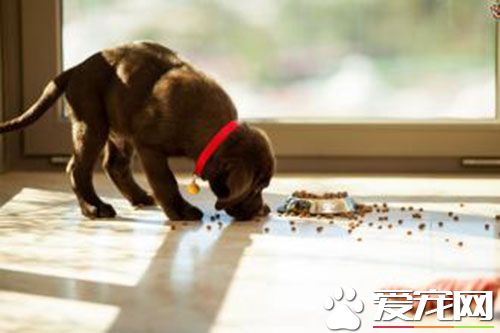 迪尤克狗粮价格 迪尤克狗粮原料组成成分