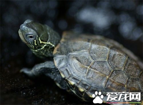 中华草龟皮肤病 中华草龟皮肤病如何治疗