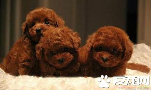 泰迪四个月吃什么狗粮 如何判断狗粮好坏