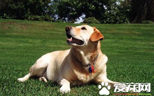 拉布拉多专用狗粮 拉布拉多吃什么狗粮好