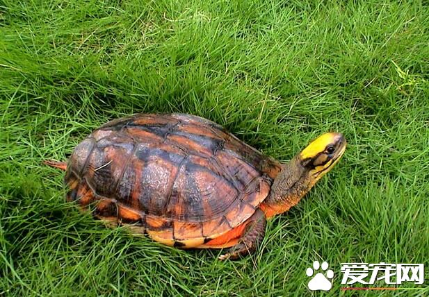 如何挑选金钱龟 看看哪只金钱龟苗好动一些