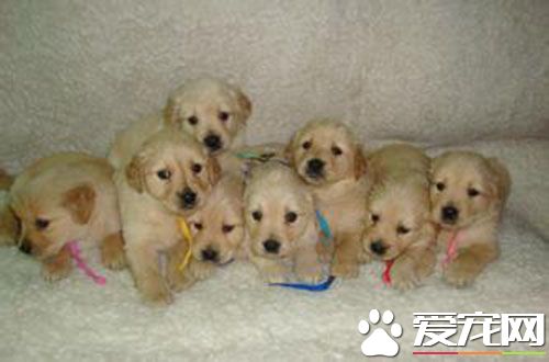 幼犬一次喂多少狗粮 幼犬喂牛奶好不好