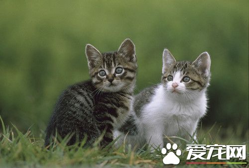 猫细小病毒症状 猫咪不舒服的主要症状