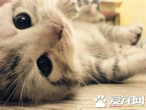 猫咪跳蚤怎么消灭 可以采用辽防特效杀虫块