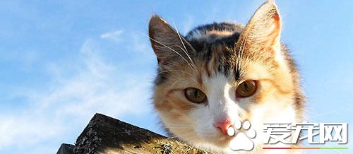 猫做绝育好不好 猫咪绝育手术前注意事项