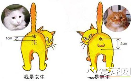 公猫和母猫的区别 在行为方式上有明显差异