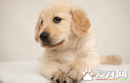 细小会复发吗 细小第六天反复了怎么办