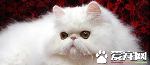 母猫多大可以结扎 6-8个月大是猫咪结扎最佳时间