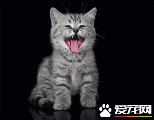 宠物猫饲养与疾病防治 做好日常的护理工作