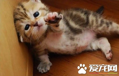 猫做绝育手术多少钱 医疗费大概在100到150左右