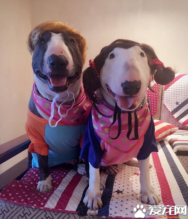 傻萌两口子，充满喜感的夫妻相