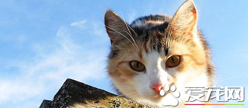 猫猫干呕怎么办 几种导致猫咪容易干呕