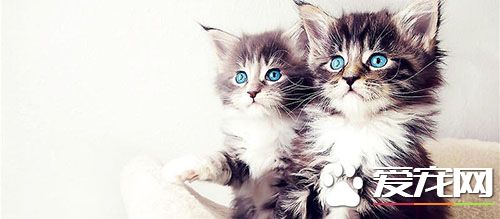 猫吃哪种猫粮好 湿粮富含水分口感接近新鲜食物