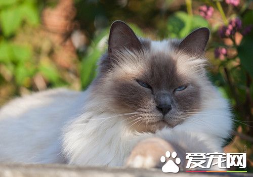 猫的爪子有什么作用 猫爪如何修剪和护理