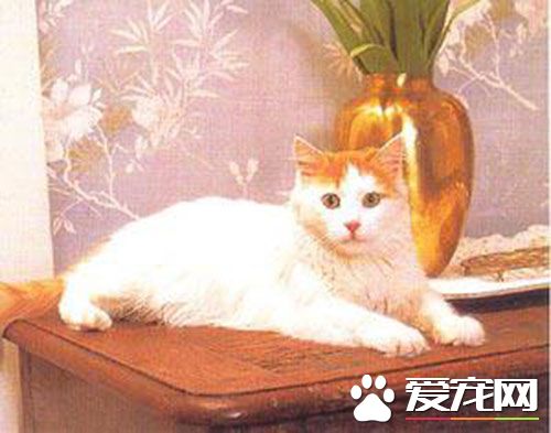 哪里有买猫的  一般在宠物店或花鸟市场