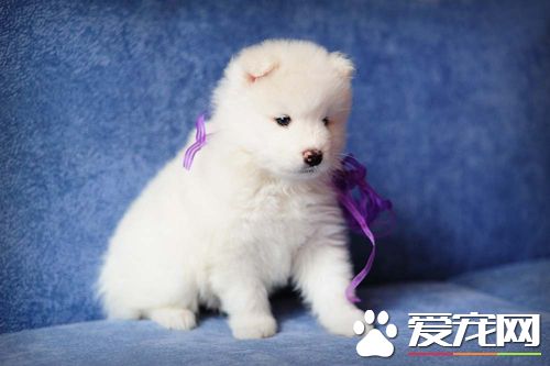 细小犬瘟症状 临床表现以及怎样预防