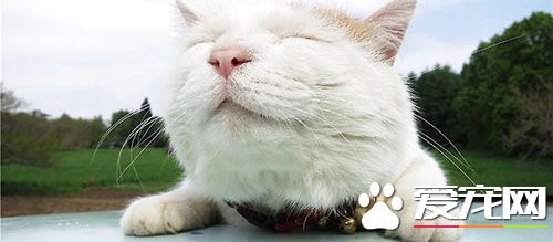 猫猫肠炎怎么办 肠胃炎是胃黏膜和肠黏膜发炎