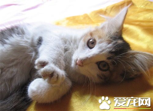 寄养猫咪多少钱 店铺寄养的时间应如何控制