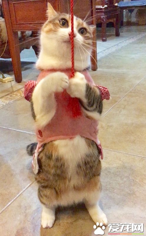 这是啥玩意，让老夫好好端详一番