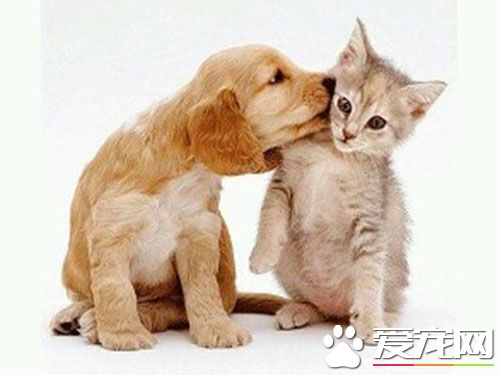 猫和狗能一起养么  猫狗共养需要一个过程的