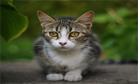 猫咪厌食怎么办 大部分猫经治疗可恢复胃口