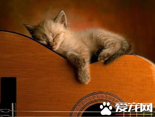 猫咪吐了怎么办 根据呕吐状况来选择治疗方法