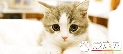 猫猫得了皮肤病怎么办 常见的皮肤病有哪些类型