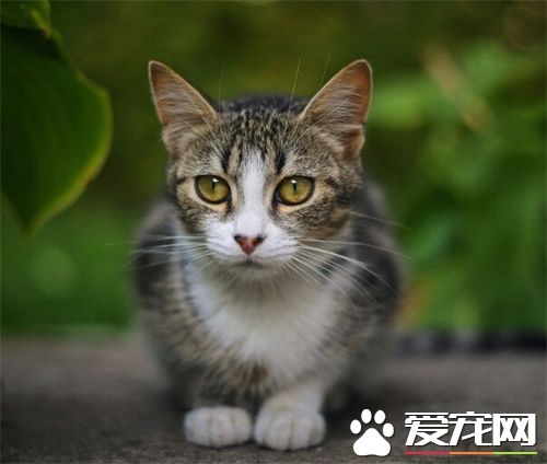 猫咪厌食怎么办 大部分猫经治疗可恢复胃口