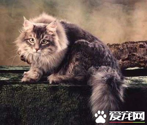 最可爱的猫的品种 目前比较流行的四种猫类