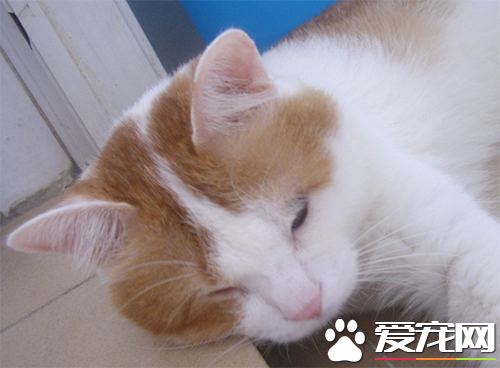 猫咪病了怎么办 猫咪最常见的三种病症