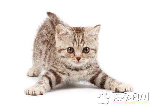 猫咪耳螨症状 猫患有耳螨的处理方法